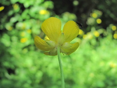 Ranunculus caucasicus