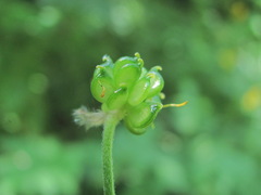 Ranunculus caucasicus