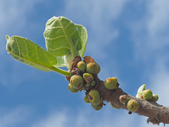 Ficus glumosa