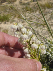 Erica senilis