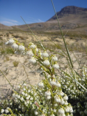 Erica senilis