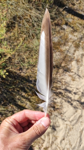 Plume de Mouette mélanocéphale
