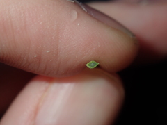 Xanthorrhoea drummondii