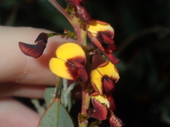Daviesia nudiflora