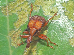 Parapoderus submarginatus