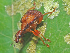 Parapoderus submarginatus