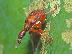 Parapoderus submarginatus