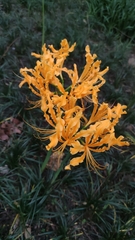 Lycoris aurea