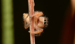 Phidippus cardinalis