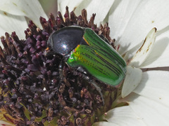 Leucocelis haemorrhoidalis