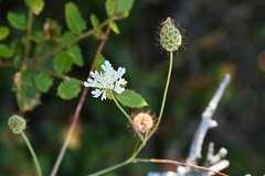 Scabiosa triniifolia