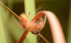 Phidippus cardinalis