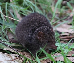 Antechinus mimetes