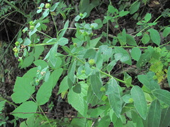 Euphorbia squamosa