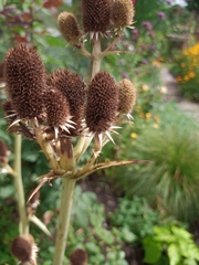 Eryngium agavifolium