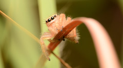 Phidippus cardinalis