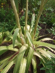 Eryngium agavifolium