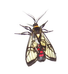 Argyroeides sanguinea