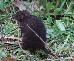 Antechinus mimetes