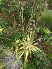 Eryngium agavifolium