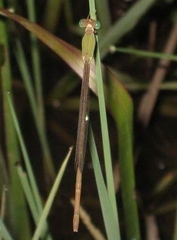 Ceriagrion olivaceum