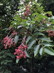Staphylea japonica
