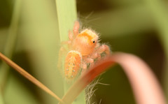 Phidippus cardinalis