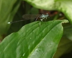 Pseudocopera