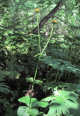 Doronicum macrophyllum