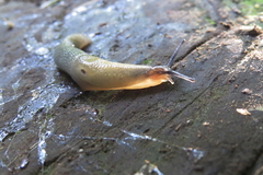 Krynickillus melanocephalus