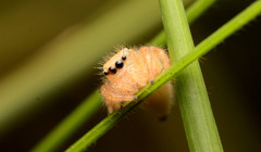 Phidippus cardinalis