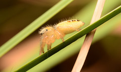 Phidippus cardinalis