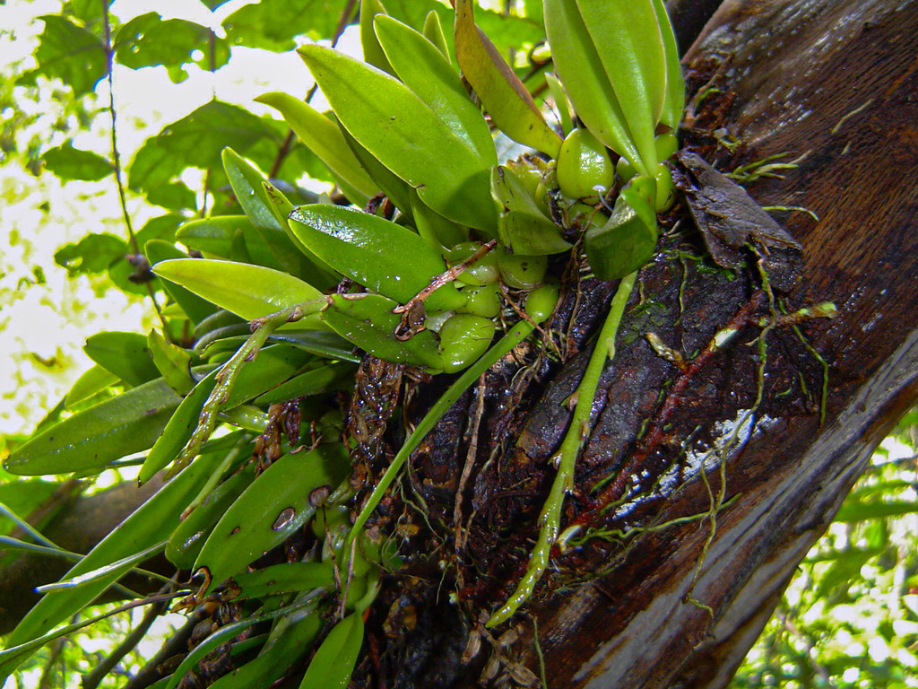 Bulbophyllum ballii