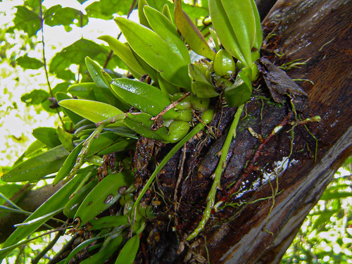 Bulbophyllum ballii P.J.Cribb