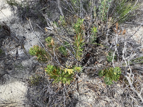 Image of Banksia tridentata by (c) Thomas Mesaglio, some rights reserved (CC BY)