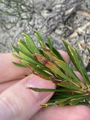 Image of Banksia tridentata by (c) Thomas Mesaglio, some rights reserved (CC BY)