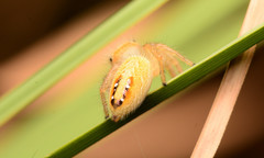 Phidippus cardinalis
