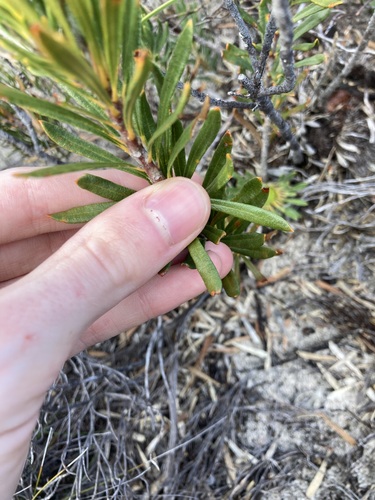 Image of Banksia tridentata by (c) Thomas Mesaglio, some rights reserved (CC BY)
