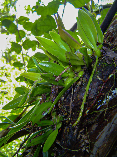 Bulbophyllum ballii image