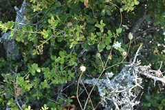 Scabiosa triniifolia