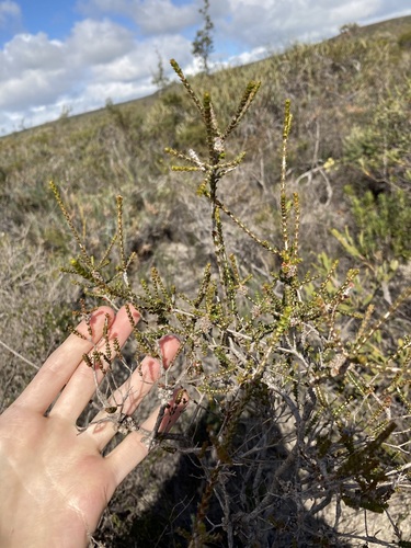 Image of Melaleuca scitula by (c) Thomas Mesaglio, some rights reserved (CC BY)