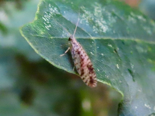 Variegated Brown Lacewing, Groningen, Crematoriumlaan, 9747 AJ Groningen, Netherlands, photo 10 of 10