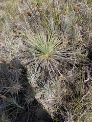 Xanthorrhoea drummondii