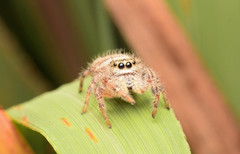 Phidippus clarus