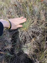 Xanthorrhoea drummondii