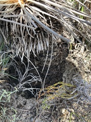 Xanthorrhoea drummondii