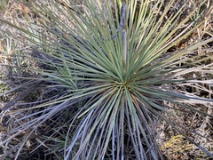 Xanthorrhoea drummondii
