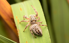 Phidippus clarus