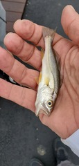 Cynoscion regalis