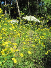 Selinum alatum